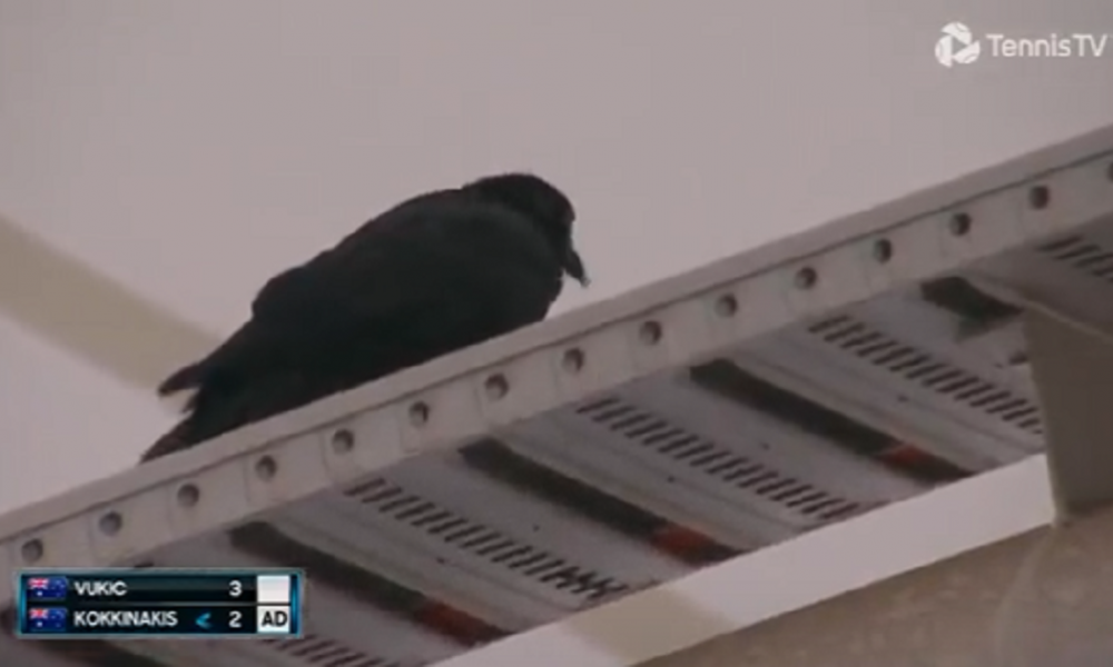 SAD SAMO DA SE NE JAVI ORKA Gavran prekinuo teniski meč, Kokinakis rešio problem kada je izgubio živce (VIDEO)