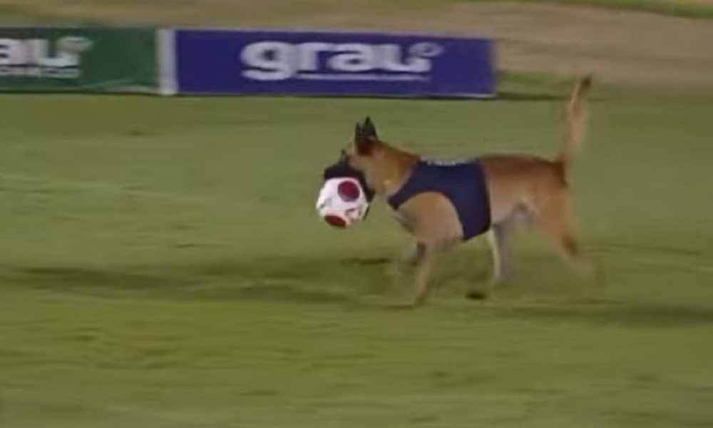 OTEO SE KONTROLI Policijski pas prekinuo fudbalsku utakmicu (VIDEO)