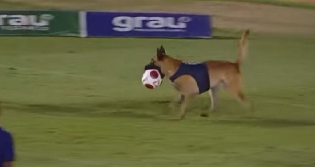 OTEO SE KONTROLI Policijski pas prekinuo fudbalsku utakmicu (VIDEO)