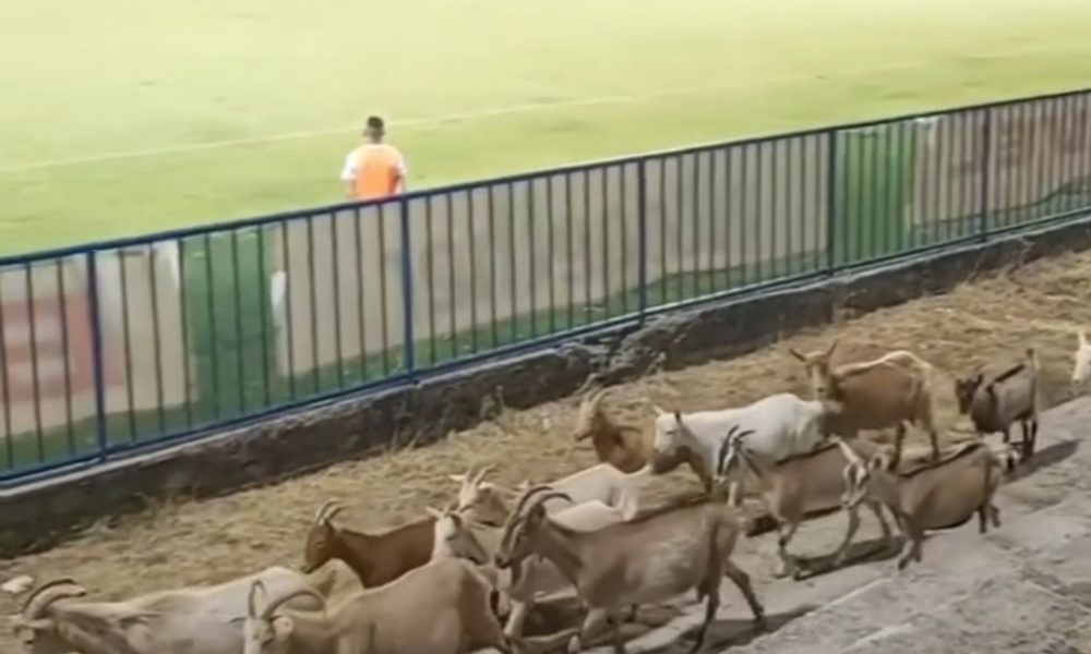 CRNOGORSKI FUDBAL Koze i jarići u lagodnoj šetnji tokom utakmice u Danilovgradu (VIDEO)