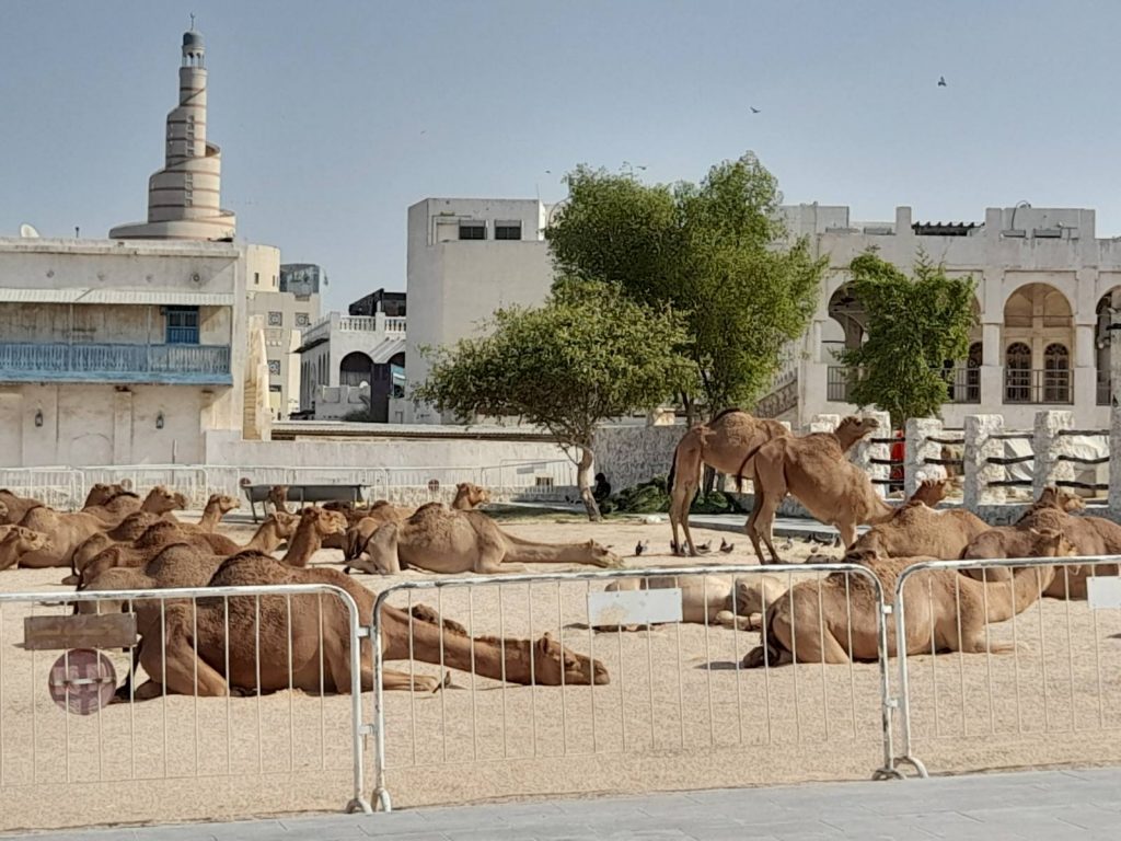 DVE STRANE MUNDIJALA Kamile i autobusi… Za svakog po nešto (VIDEO)