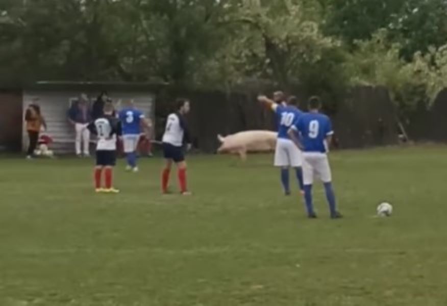 ČARI NIŽIH LIGA Posle pasa i zmije, sada još jedan nezvani gost prekinuo utakmicu (VIDEO)