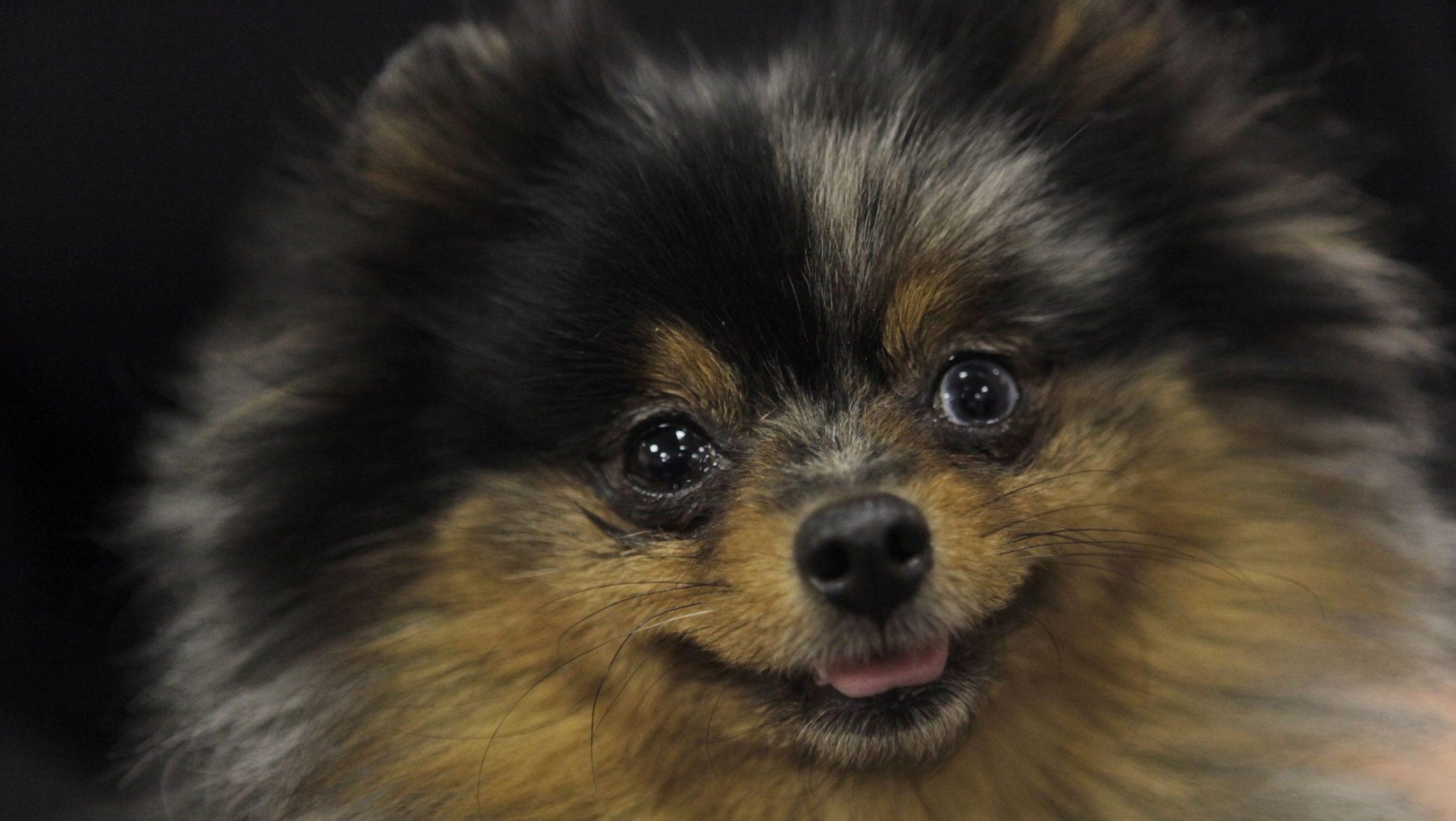 Adidas predstavio dresove za pse pred Svetsko prvenstvo