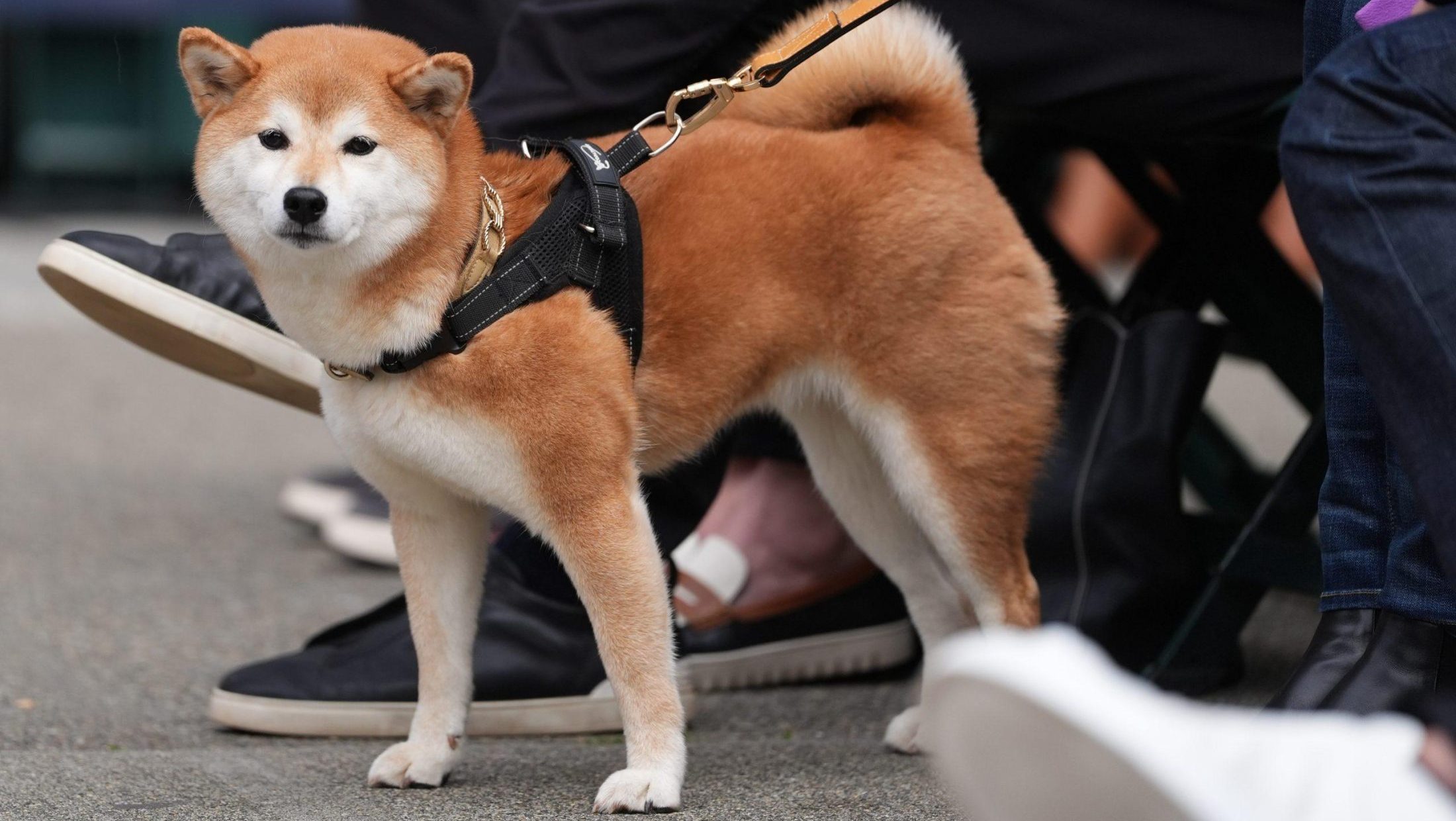 Više nije samo za ljude: adidas lansirao kolekciju za pse i mačke